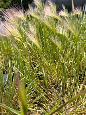 HORDEUM jubatum Foxtail Barley